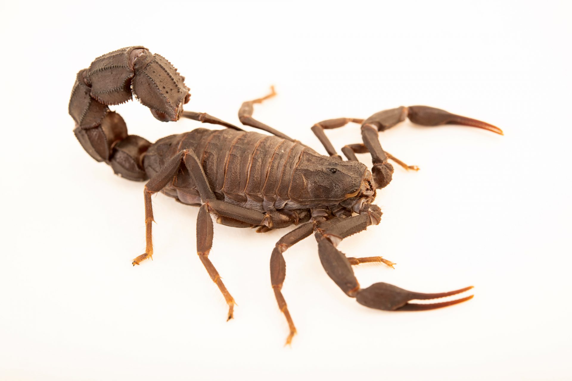 fat tailed scorpion